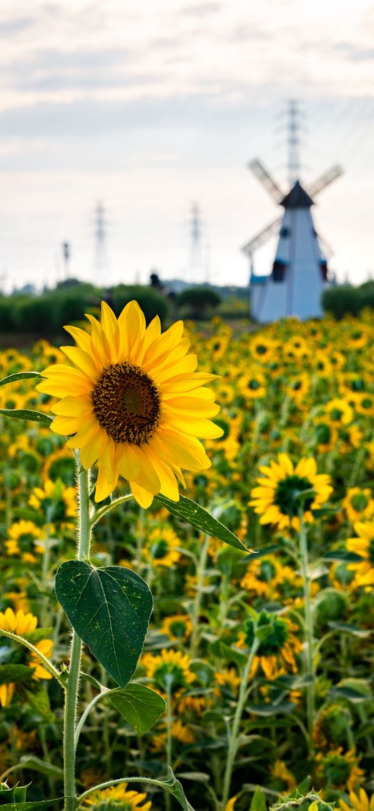 sunflowers, flowers, field, mill