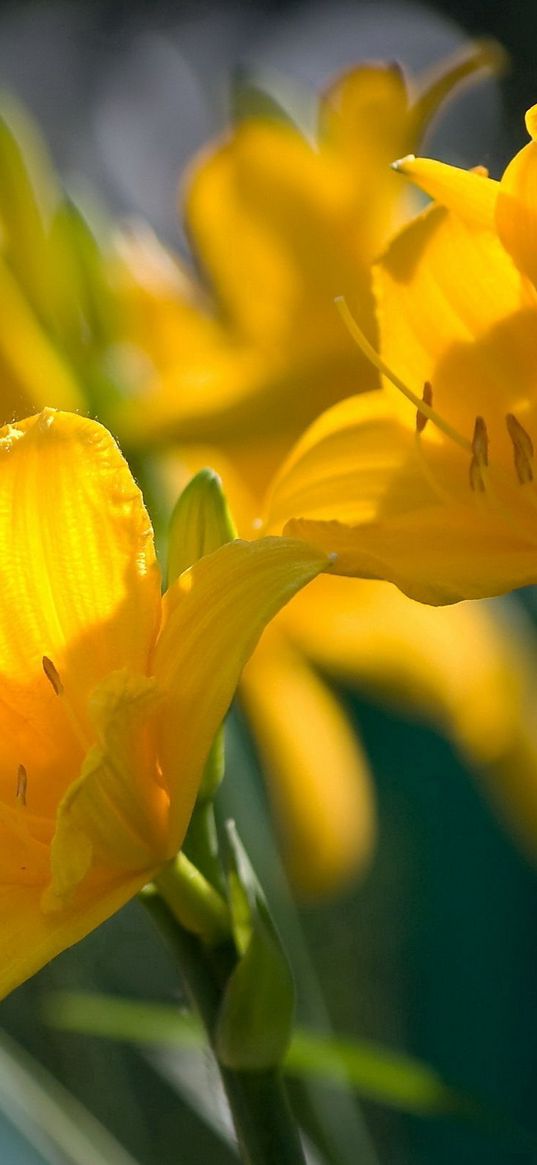 lilies, flowers, stamens, stems, buds