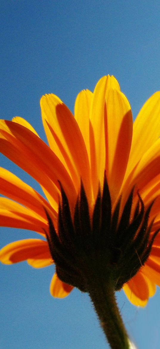 calendula, flower, sky, rays, clearly, mood