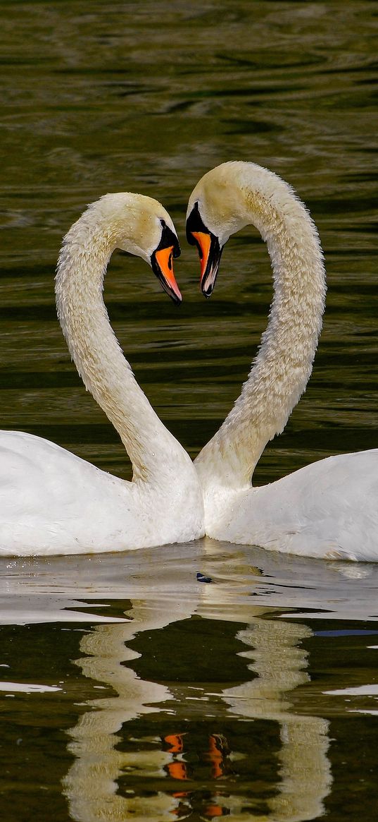 swans, birds, heart, love, water