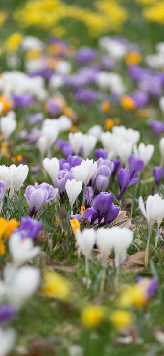 crocuses, flowers, field, macro, colorful