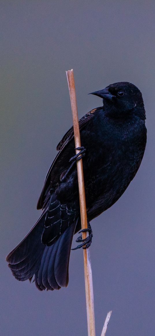 bird, branch, watching, wildlife