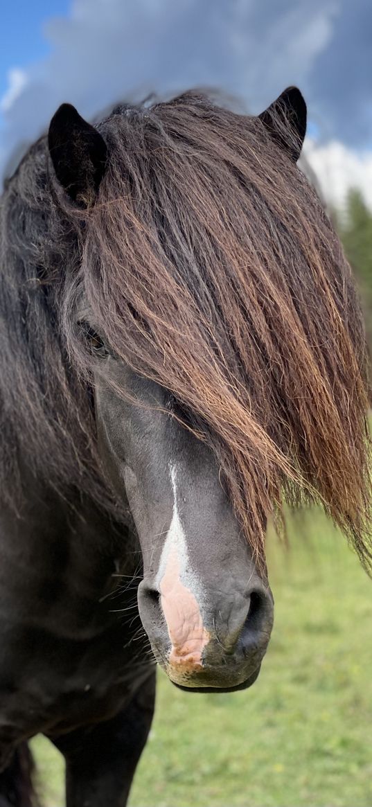 horse, animal, bangs