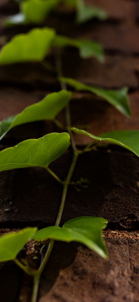 vine, leaves, wall, bricks, macro