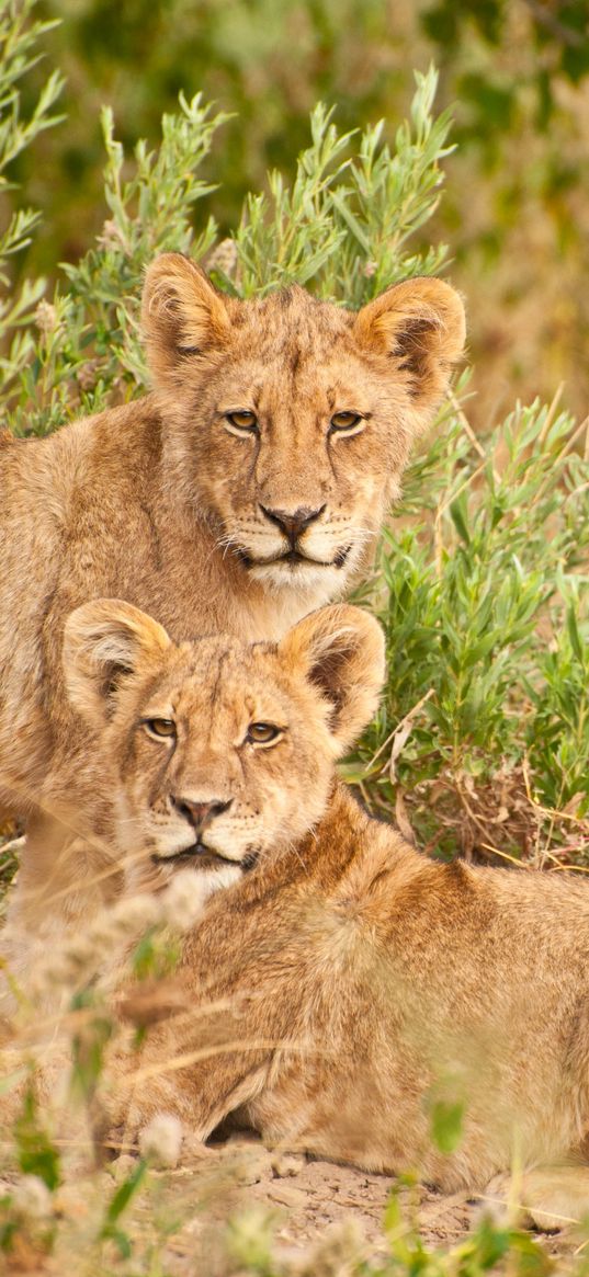 lions, family, animals, wildlife