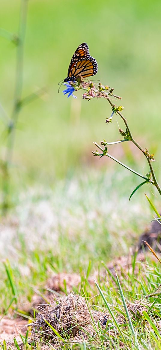 butterfly, insect, grasses, plant, macro