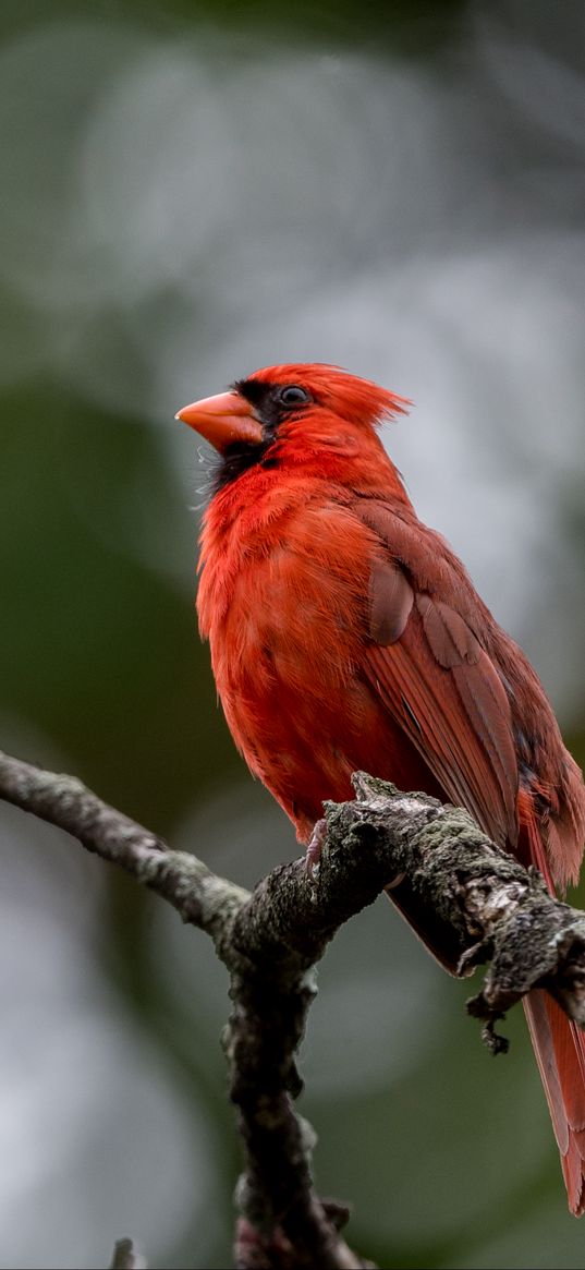 red cardinal, bird, branches, wildlife