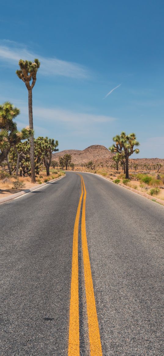 road, desert, mountains, cacti, landscape