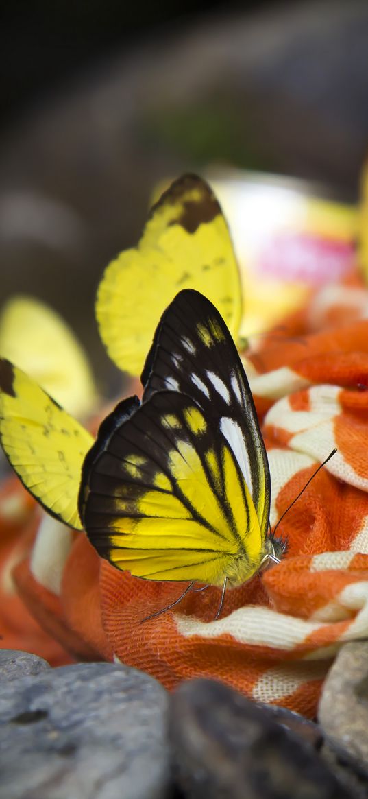 butterflies, insects, fabric, macro