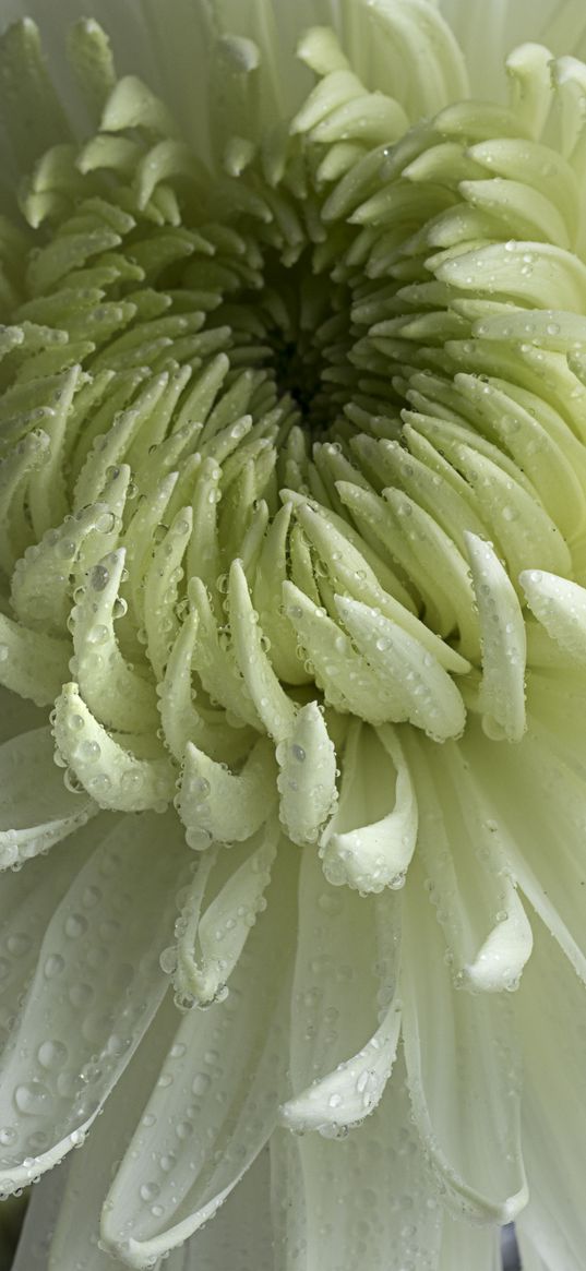 chrysanthemum, flower, petals, drops, macro, white