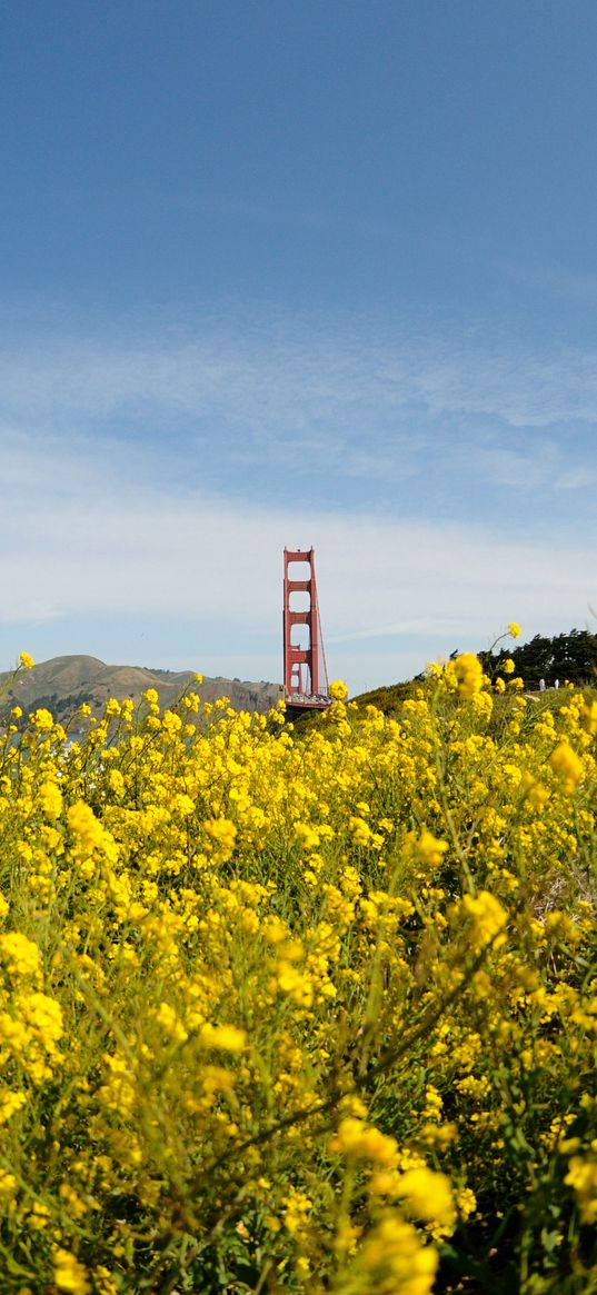 wild flowers, flowers, field, bridge, landscape