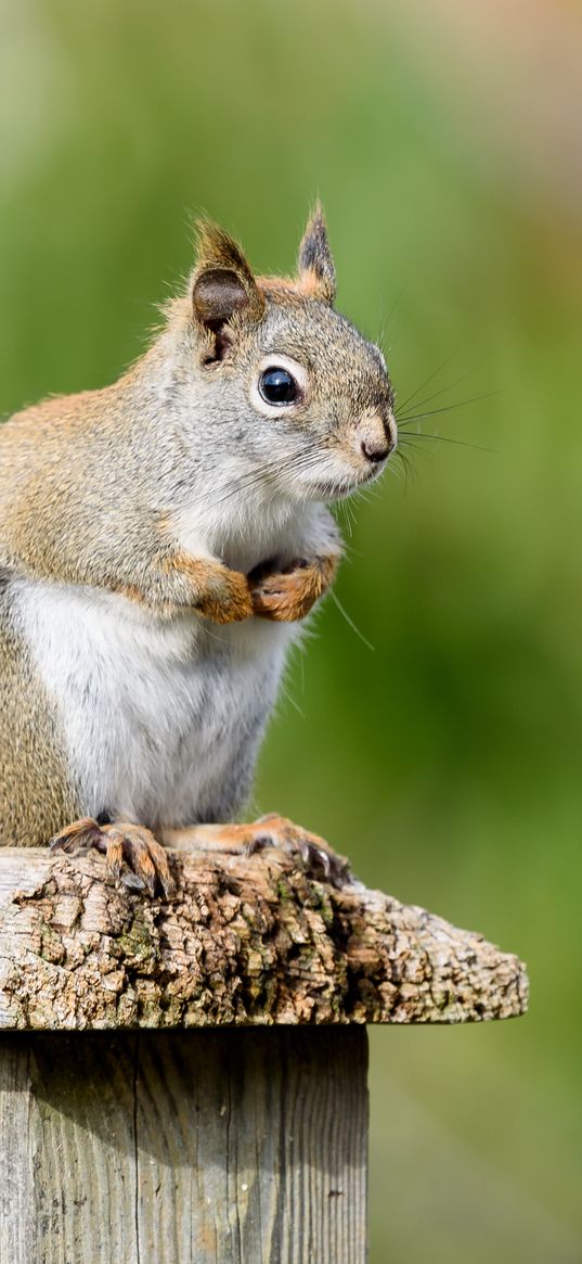 squirrel, animal, watching, cute