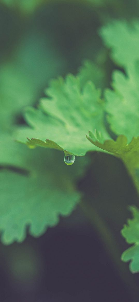 parsley, plant, leaves, drop, macro, green