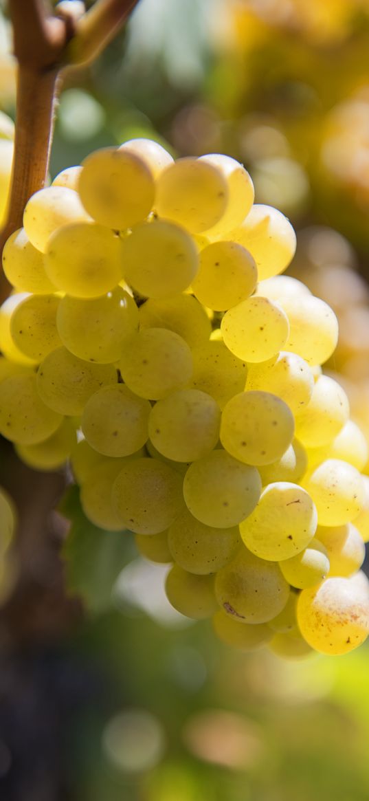 grapes, berries, bunch, fruit, macro