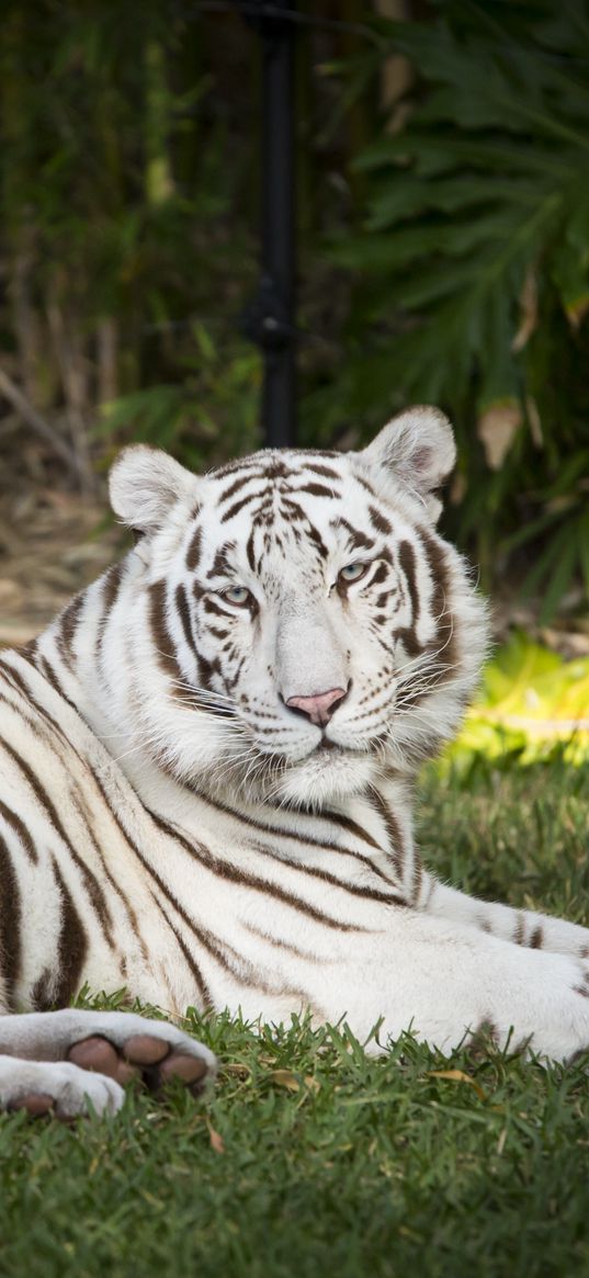 white tiger, tiger, animal, predator, albino, white, wildlife