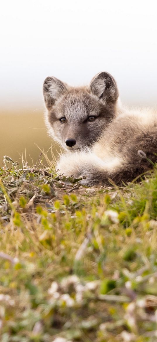 arctic fox, fox, glance, animal, wildlife