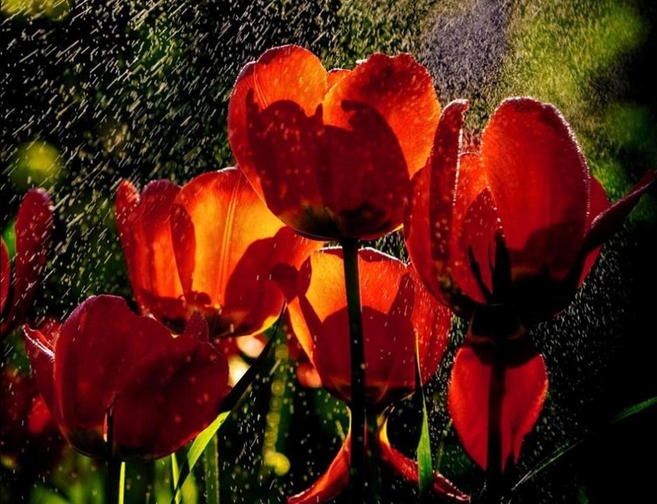 tulips, flowers, rain, drops, freshness