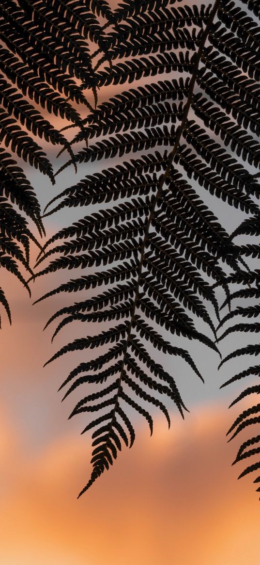 fern, leaves, silhouettes, twilight, dark