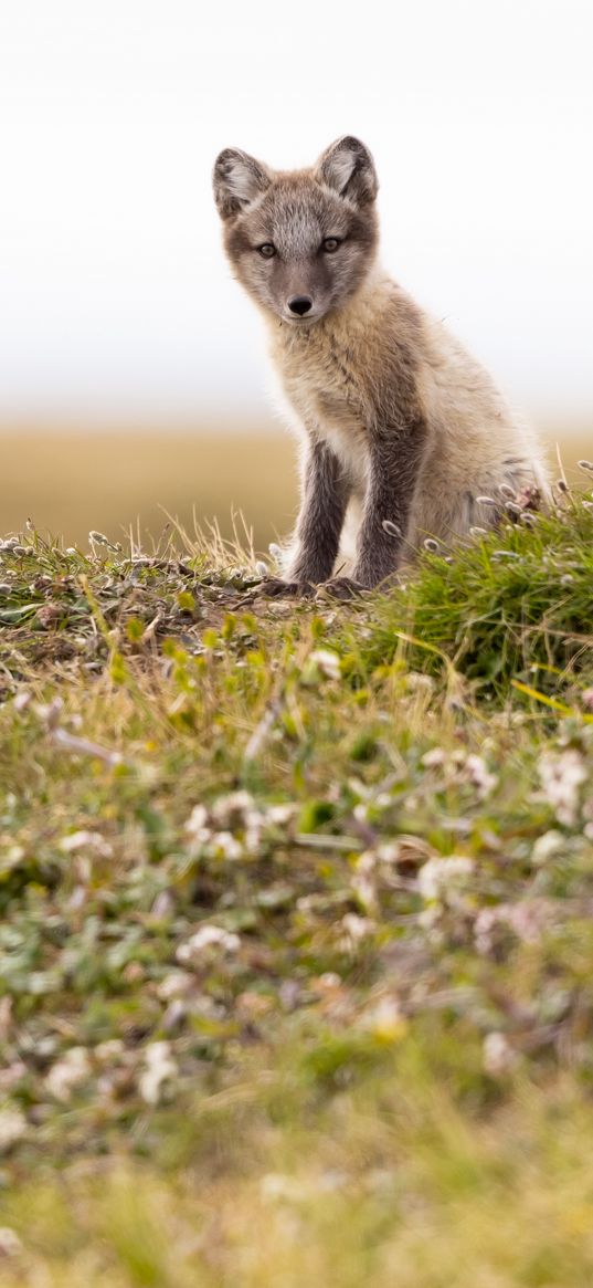 arctic fox, fox, animal, glance, wildlife