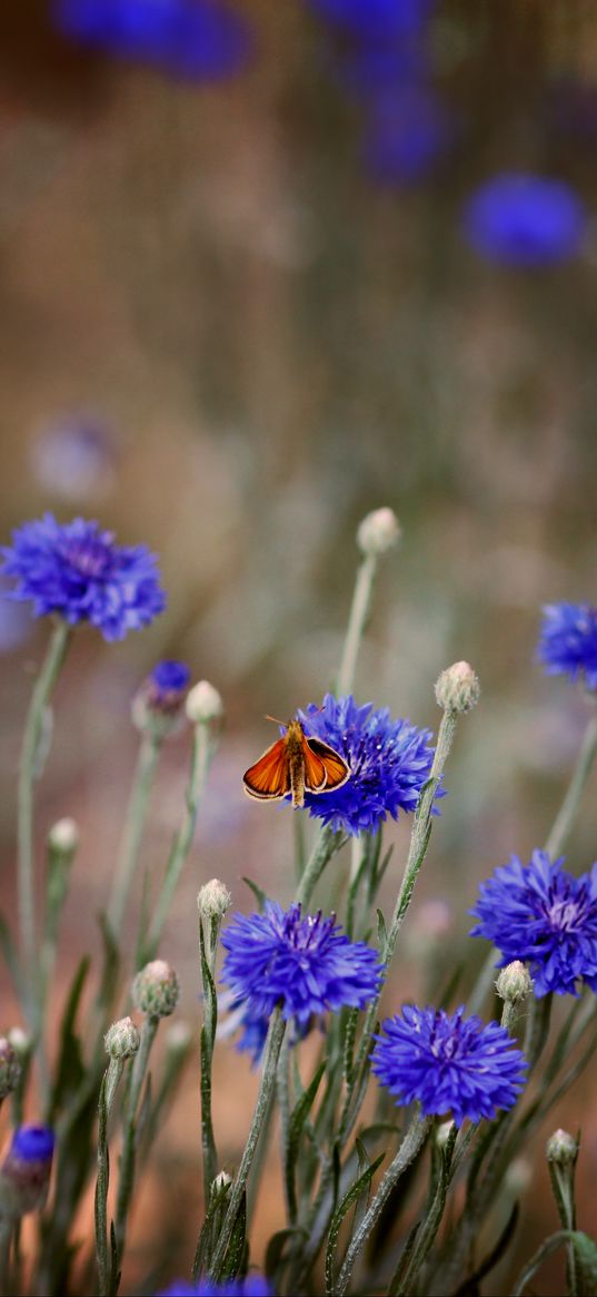 butterfly, insect, cornflowers, flowers, macro