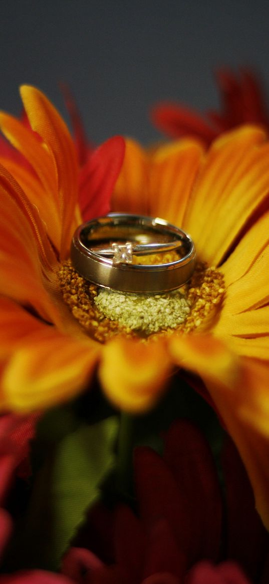 flower, petals, wedding rings, wedding