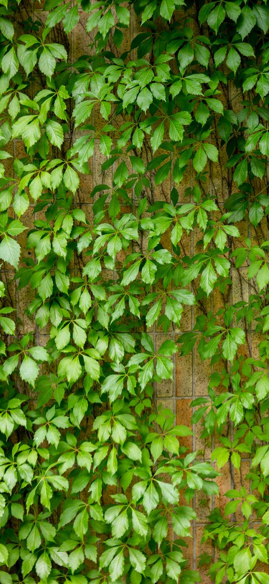 ivy, leaves, macro, green