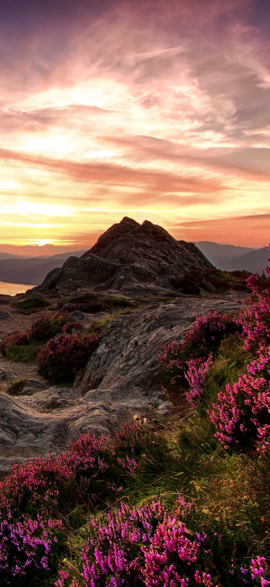 mountains, relief, wild flowers, twilight, landscape