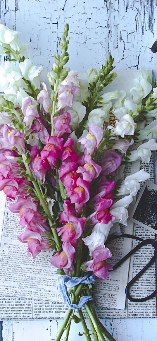 irises, flowers, bouquet, aesthetics