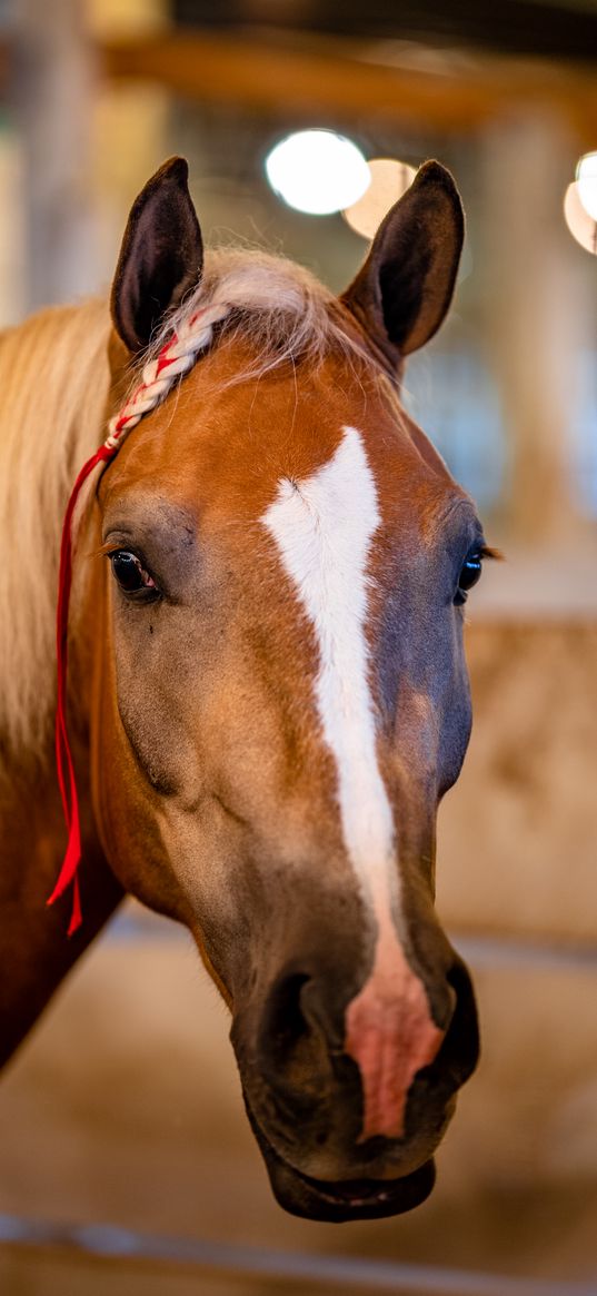 horse, animal, glance, pigtail