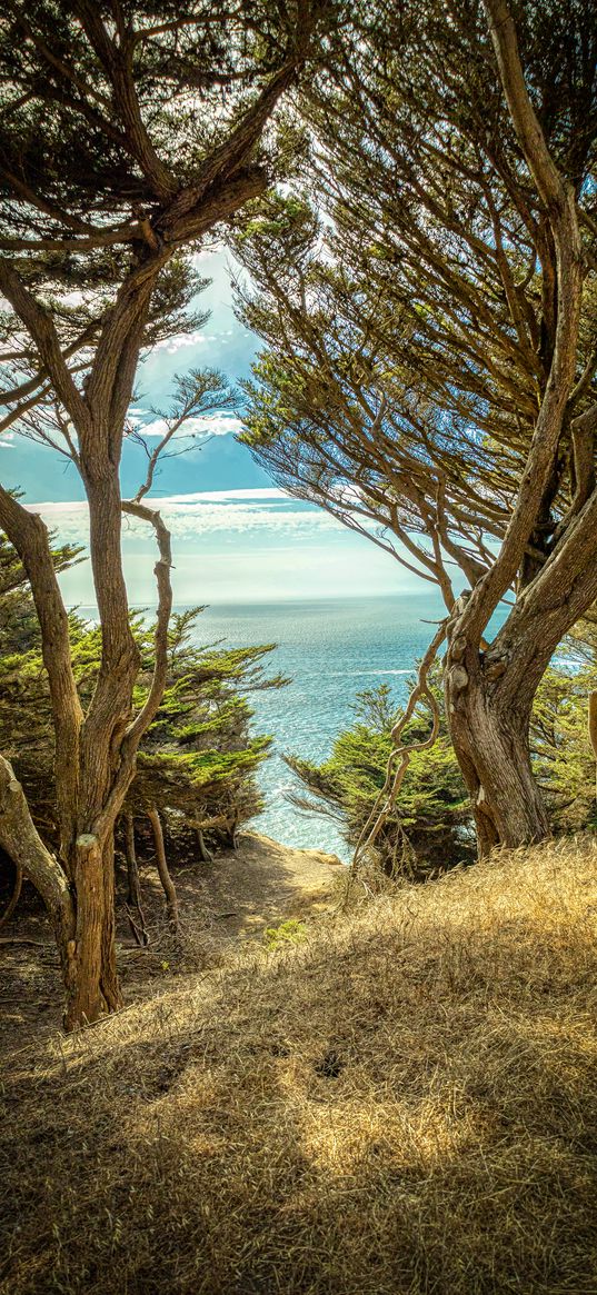 trees, cliff, sea, nature, landscape