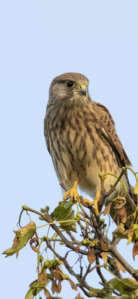 kestrel, bird, watching, wildlife