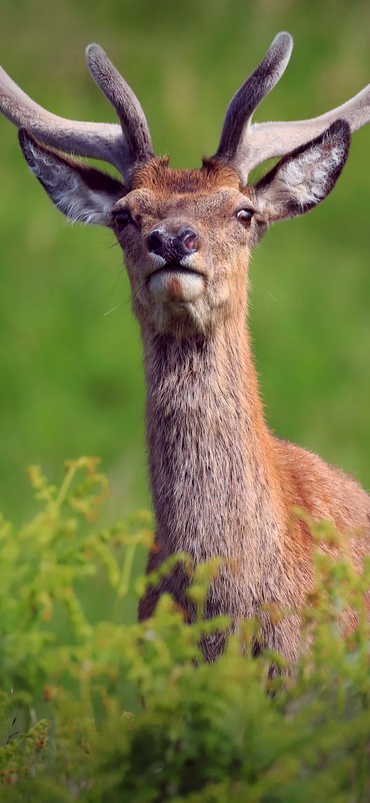 deer, antlers, glance, animal, wildlife