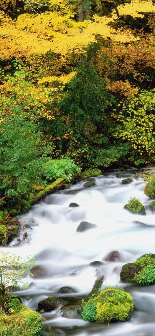 willamette national forest, oregon, wood, trees, autumn, river, stones