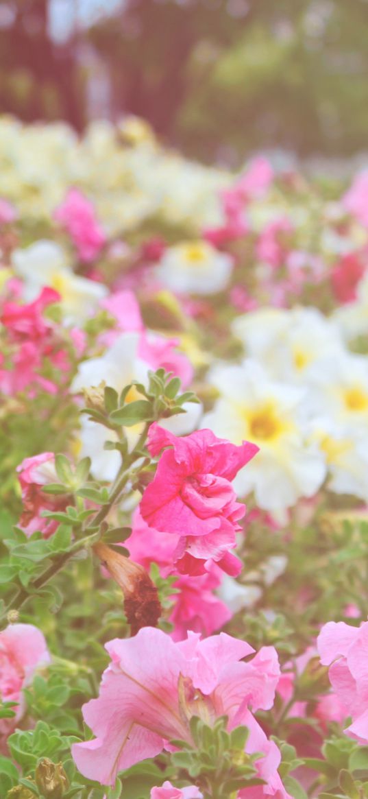 flowers, different, field, nature, greenery