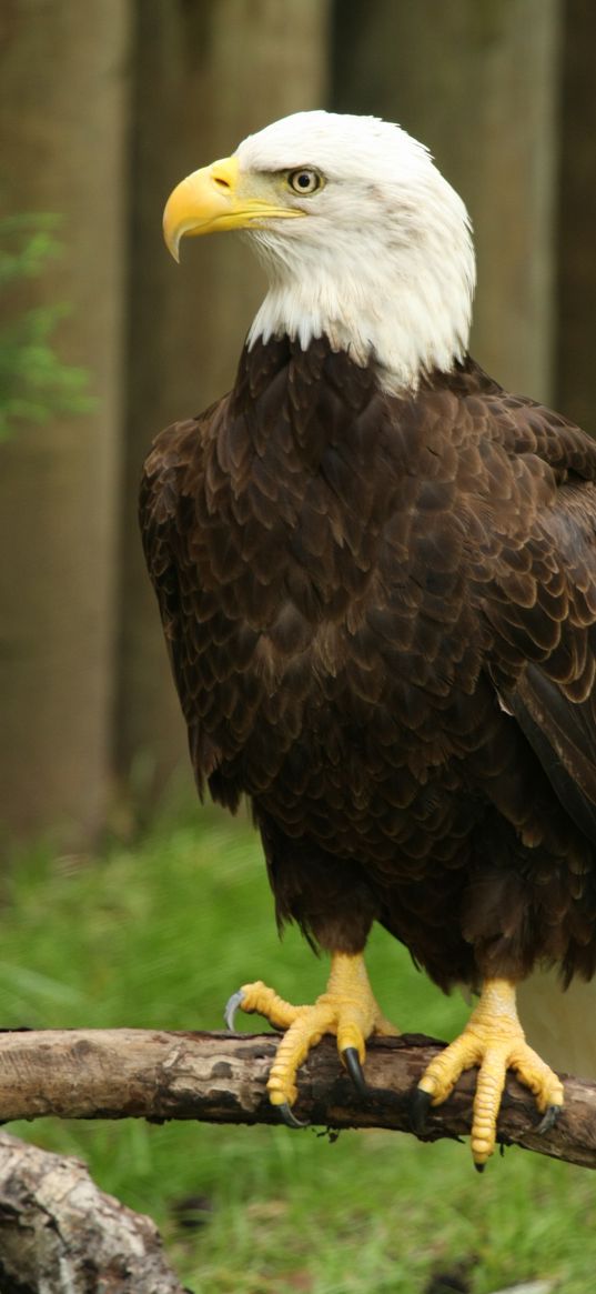 eagle, bird, watching, wildlife