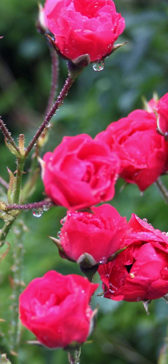 rose, bush, spikes, drops, rain, fresh