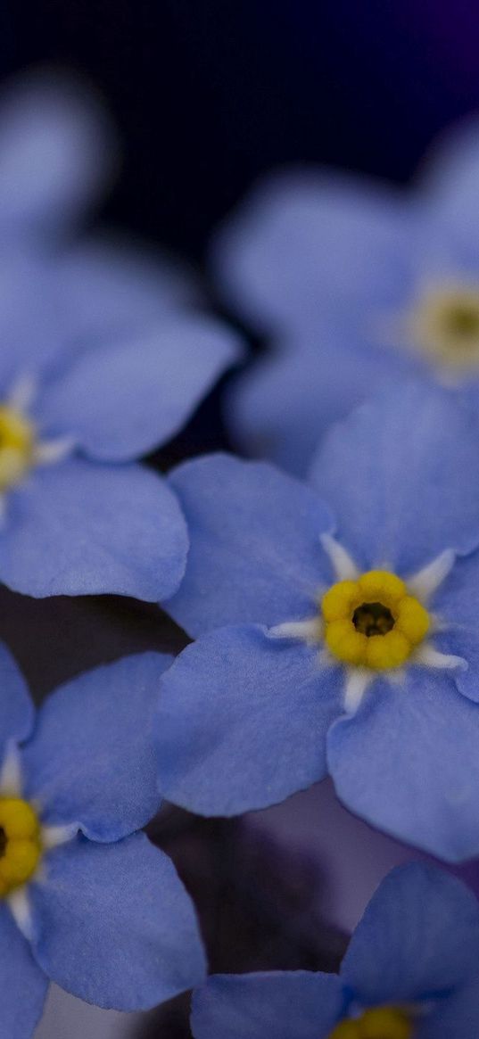 me-nots, flowers, blue, white