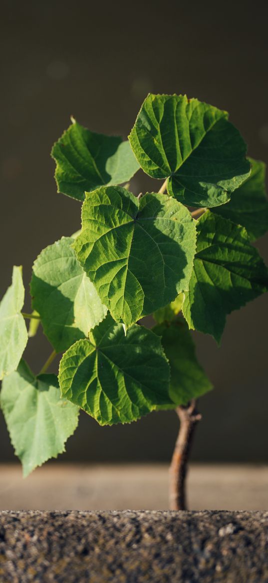 sprout, leaves, branch, macro, green