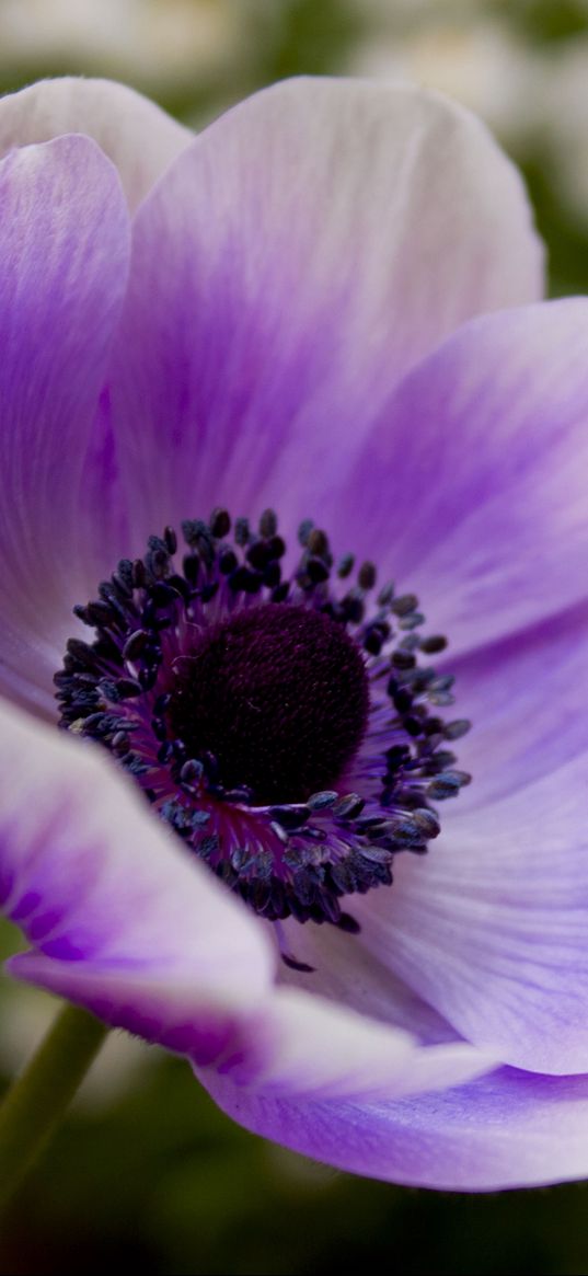 flower, pollen, purple, stem