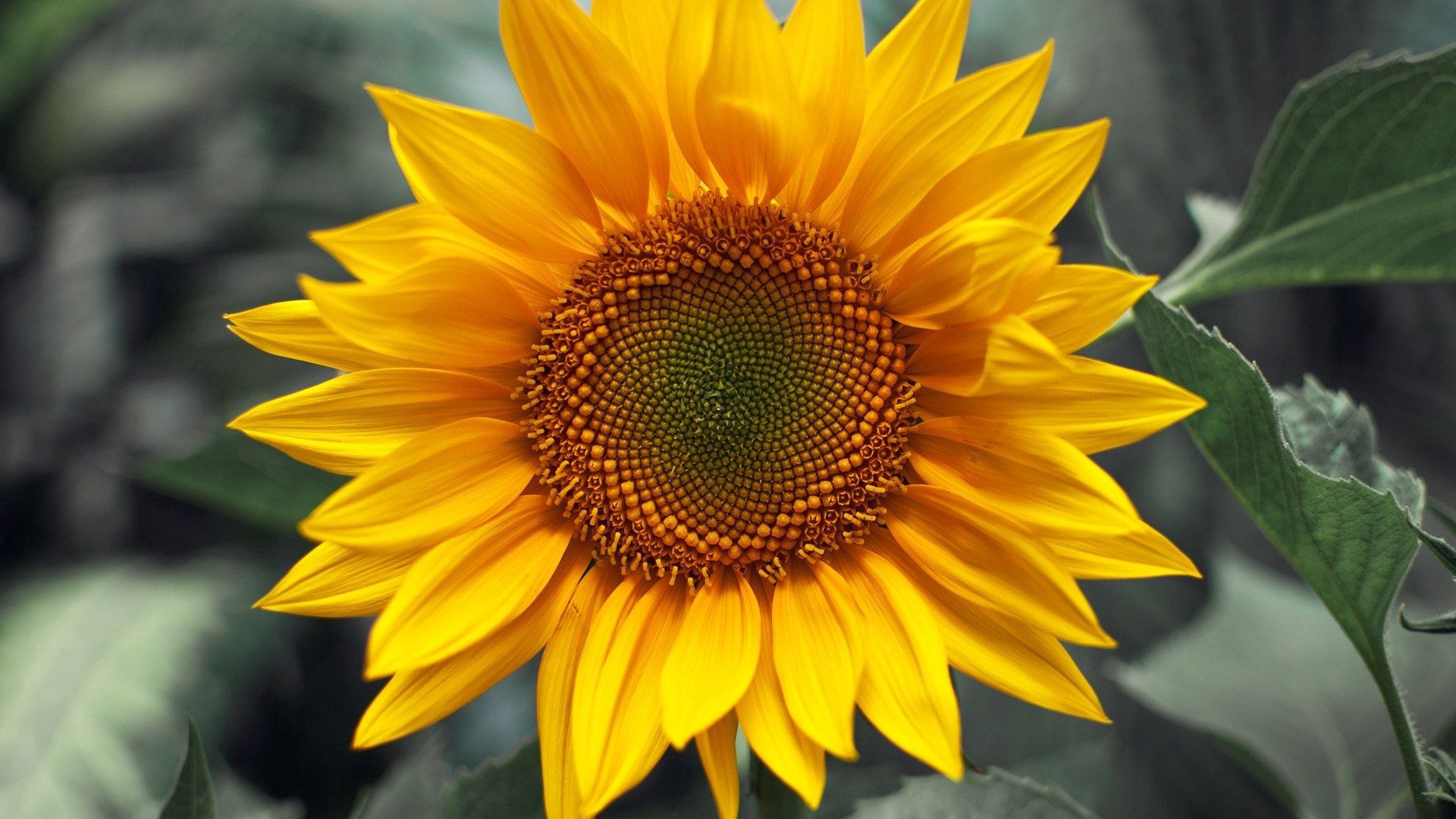 sunflower, sunny, close-up