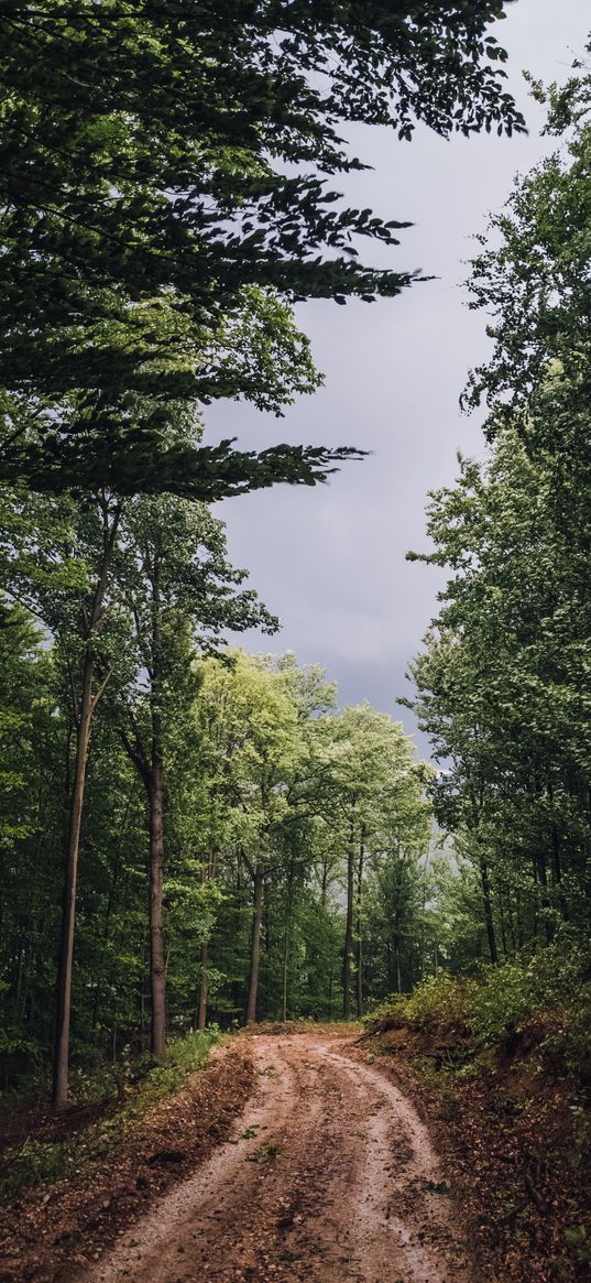 forest, trees, path, mud, landscape, nature