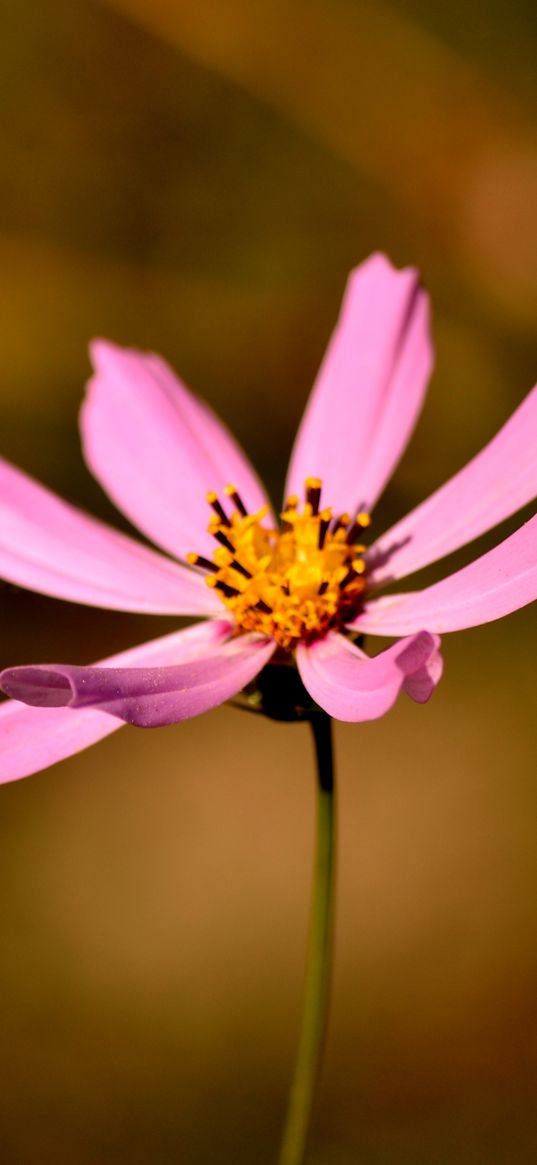 flower, petals, pollen, close-up