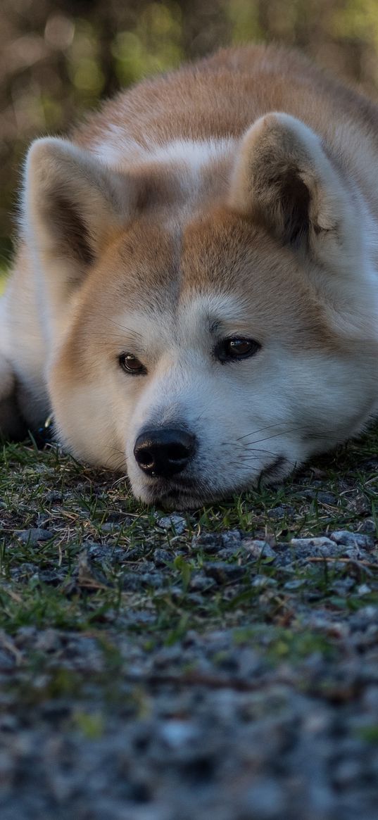 shiba inu, dog, pet, glance, sad