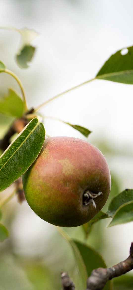 pear, fruit, branches, leaves, macro