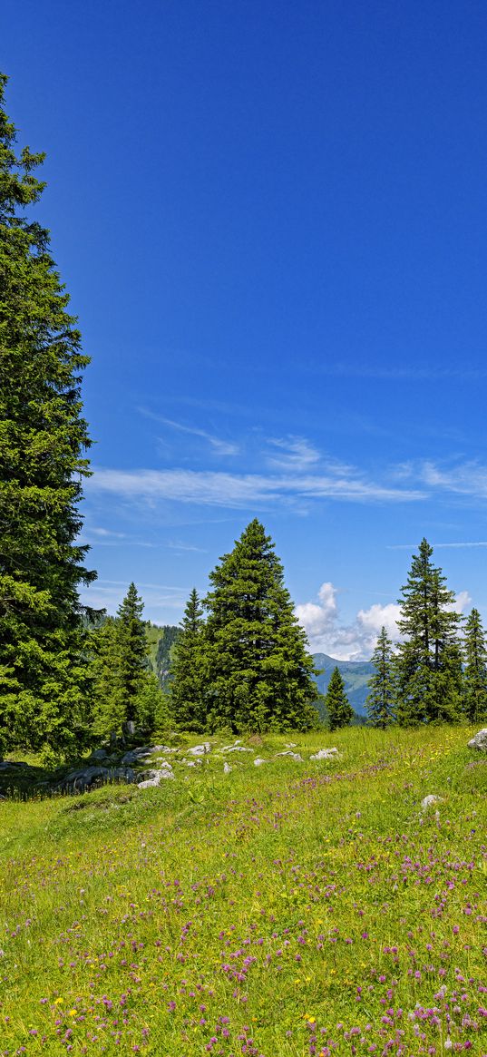 glade, forest, trees, nature, landscape