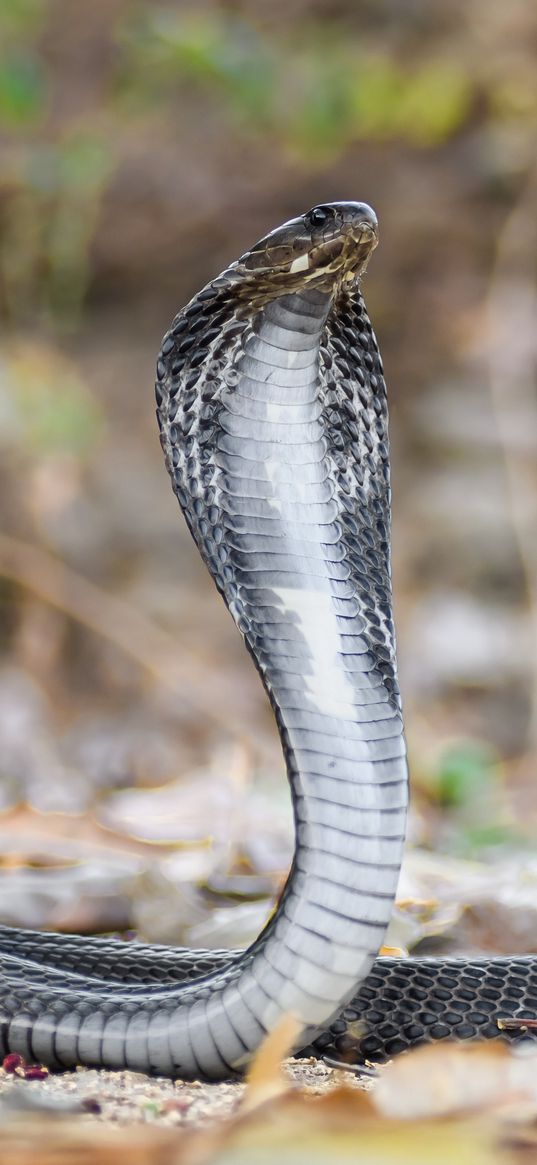 cobra, snake, scales, wildlife