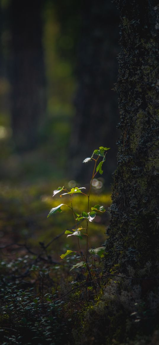 sprout, leaves, tree, forest, macro