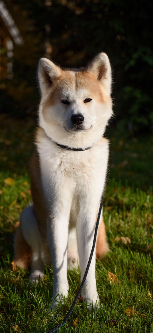 shiba inu, dog, pet, glance, cute