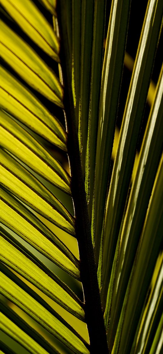 palm leaf, leaf, macro, green