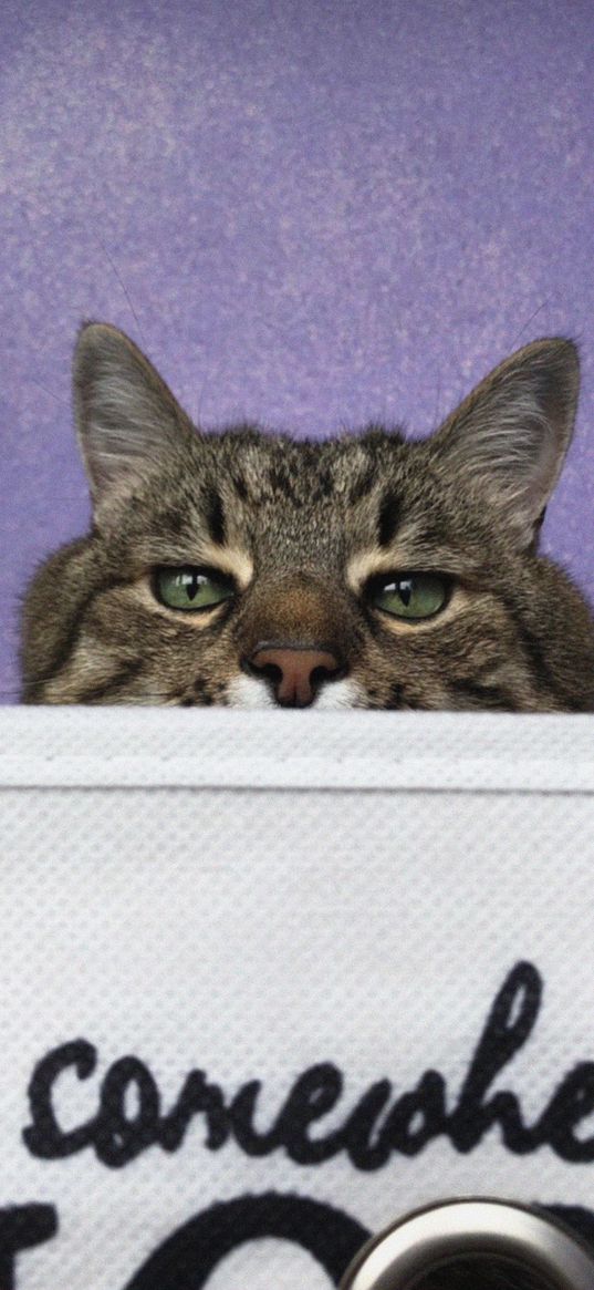 stepan, cat stepan, cat, pet, funny